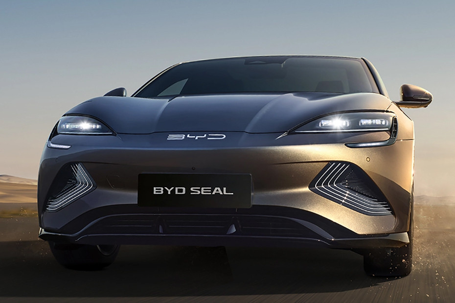 Seal Front deep low Angle View Seal Front deep low Angle View